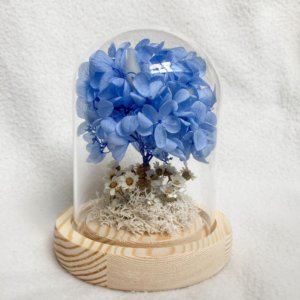 Preserved hydrangea dome